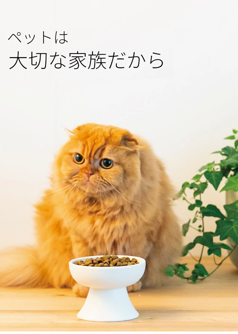 New Ceramic Pet Bowl Japanese- - Wedding Water Supply recension och pris
